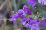 Purple Penstemon Blooms Glistening After Rain
