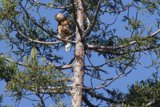 Perched Majesty