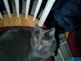 Feline Throne