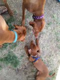 Three Dogs Playing in the Grass