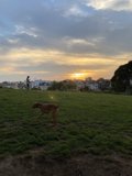 Doggy Golden Hour