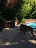 Playtime in the Pool