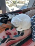 Feline Furniture: Two Cats Lounging on a Couch