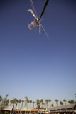 Soaring High in the Coachella Sky