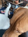 Cozy Companions