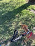 Pawsitively Adorable Leash Buddies