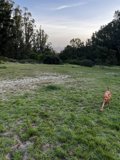 Canine Joy in the Countryside