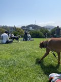 A Dog's Stroll through Alamo Square