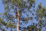 Majestic Perch