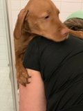 Bath Time for the Canine Duo