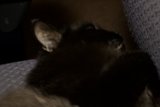 Cozy Cat