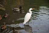 White Bird among Ducks in the Water