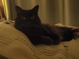 The Cozy Companion