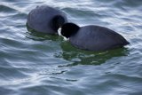Dual Ducks on a Serene Swim