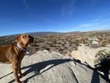 Vizsla at the Edge