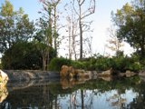 Reflections on the Pond