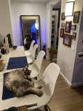 Feline Art Critic
