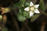 White Blossom in the Garden