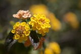 A Burst of Yellow