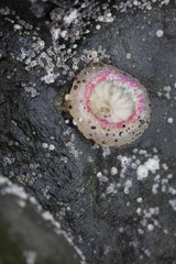 Vibrant Pink Barnacle Open on Intertidal Rock