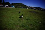 Geese Stroll in Sausalito
