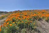 Fields of Orange