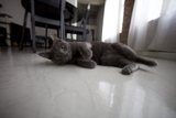 Lazy Cat on Hardwood Floor