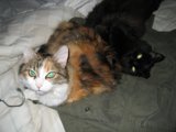 Feline Lounging