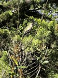 Verdant Perch