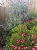 Springtime Symphony in the Garden