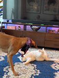 Furry Friends in a High-Tech Haven