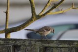Feathered Observer