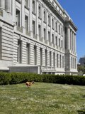 Pup's Playful Run by San Francisco City Hall