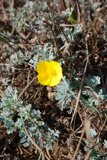 Solitary Yellow Geranium Blossom in Field
