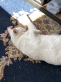 A Cozy Feline on Blue Rug