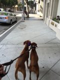 Walking the Dogs on a Busy LA Street