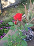 Red Rose and Cactus Duo in Altadena