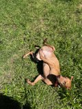 Joyful Roll in the Grass