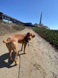 A Leisurely Stroll with Man's Best Friend