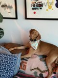 Cozy Canine Comfort