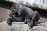 Reflective Moment at SF Zoo