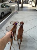 Leash Buddies