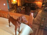 Cozy Pup in a Warm Wood Room