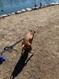 Outdoor Adventures with Man's Best Friend