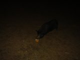 Oink, Oink, Yum!