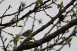 Awakening Spring