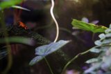 Vibrant Visitor of the Forest