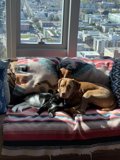 A Cozy Afternoon on the Couch