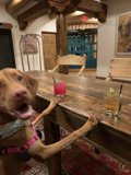 Canine Happy Hour