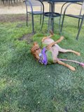 Relaxing in the Backyard